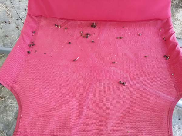 les mres dans le fauteuil